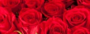 roses1