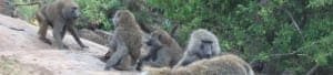 Baboons